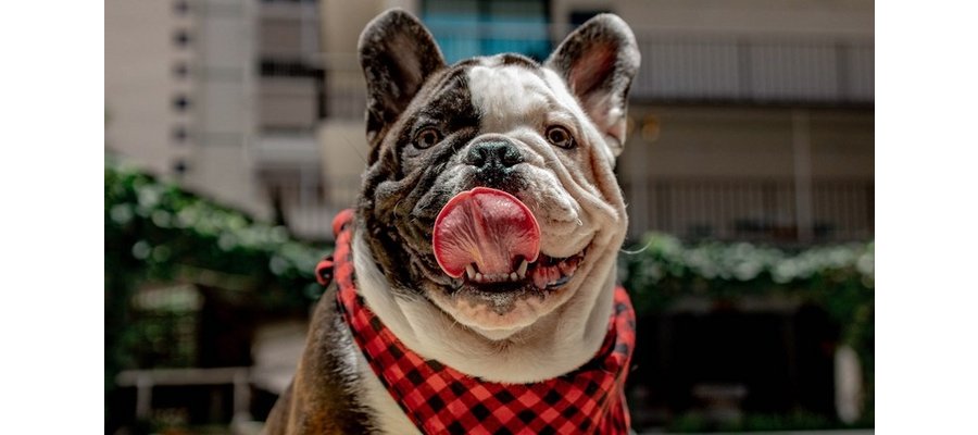 Hotels holding open the doggy door for guests' furry friends