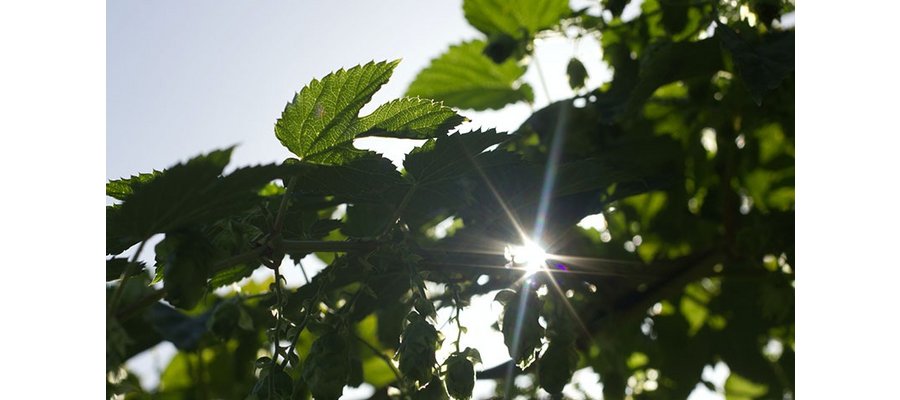 Leading hotel companies launch Sustainable Hospitality Alliance