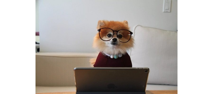 Why Didn't My Guest Leave a Review? 4 Ways to Get More Feedback from Your Guests