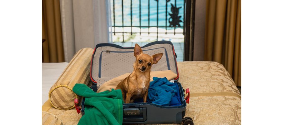 Building a Pet-Friendly Experience: 4 Key Things We Learned from Guest Reviews 