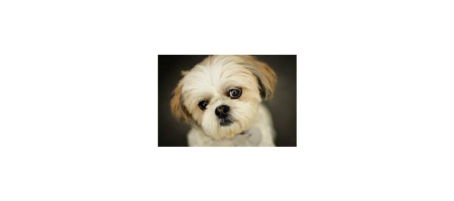 Competition to find UK's cutest dog launched at The Lawrence Hotel in Padiham has 40k entries in eight days