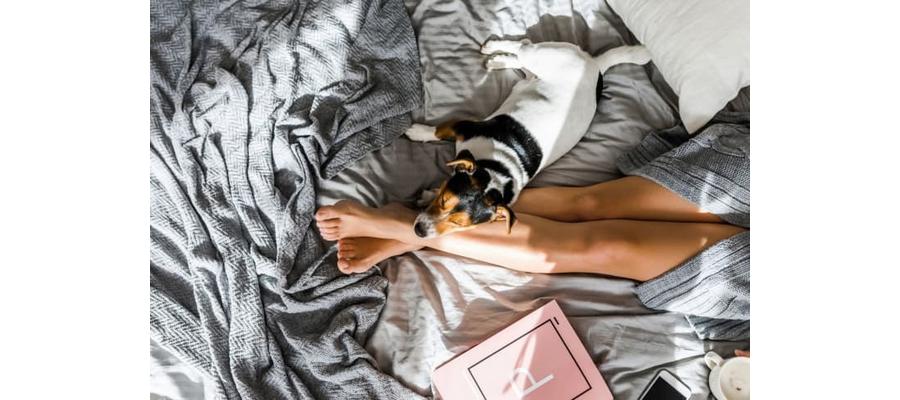This Hotel Will Pay Your Dog $10,000 to Be Its Ambassador