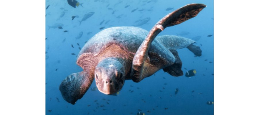 Novotel announces ocean protection partnership with WWF