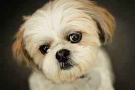Competition to find UK's cutest dog launched at The Lawrence Hotel in Padiham has 40k entries in eight days